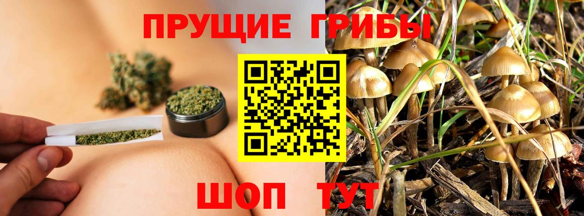 Дзержинский  Галлюциногенные грибы Psilocybe  Вход с VPN 
